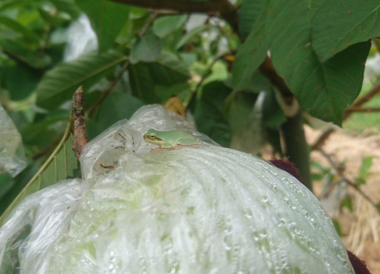 掌聲歡迎月見芭樂的好朋友：中國樹蟾，俗稱小雨蛙，因為骨骼結構類似蟾蜍而得名。主要補食作物及森林的害蟲。