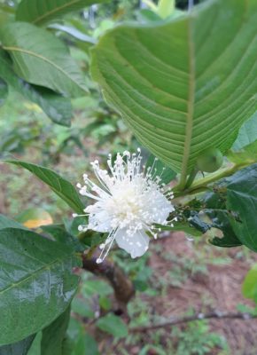 芭樂栽培過程：樸實的白花綻放