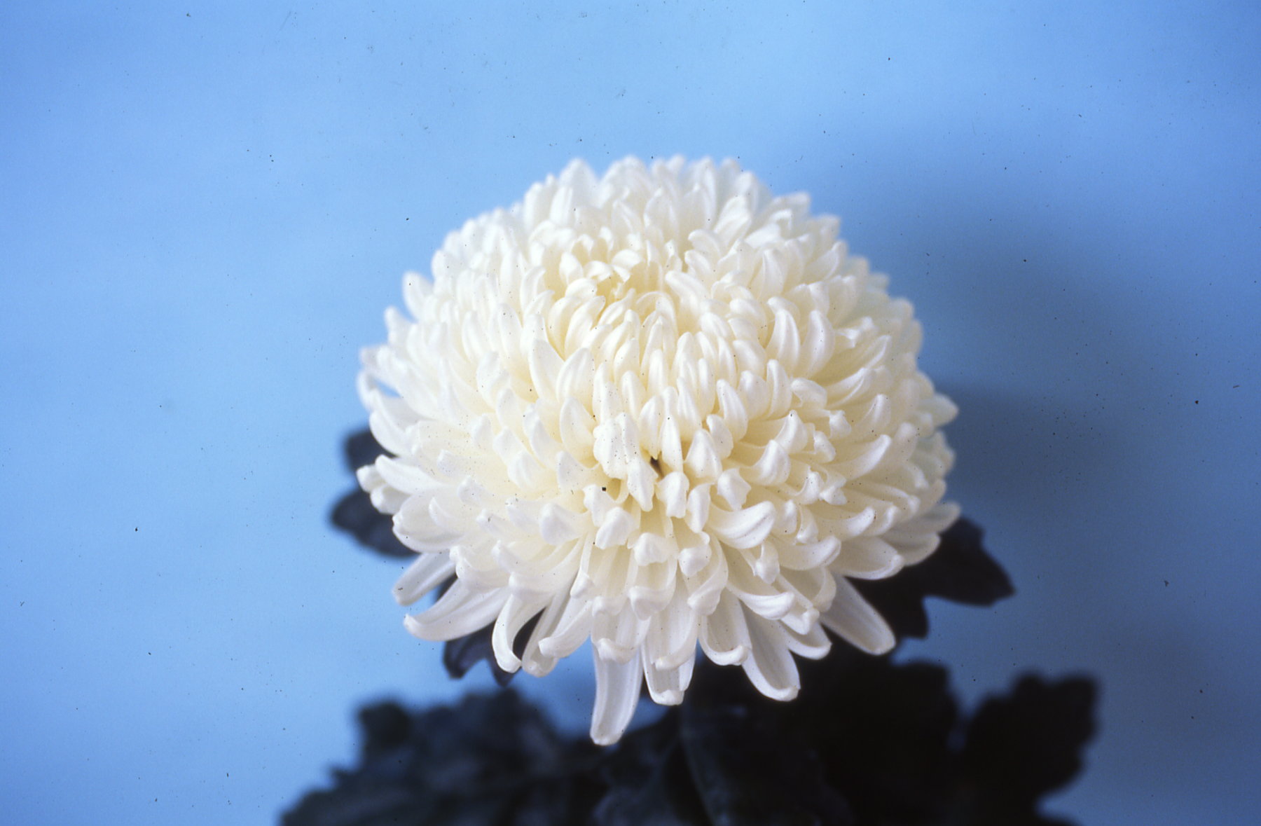 重陽日 賞菊花 大菊穩重君子風範 小菊精巧花藝新寵 上下游news Market