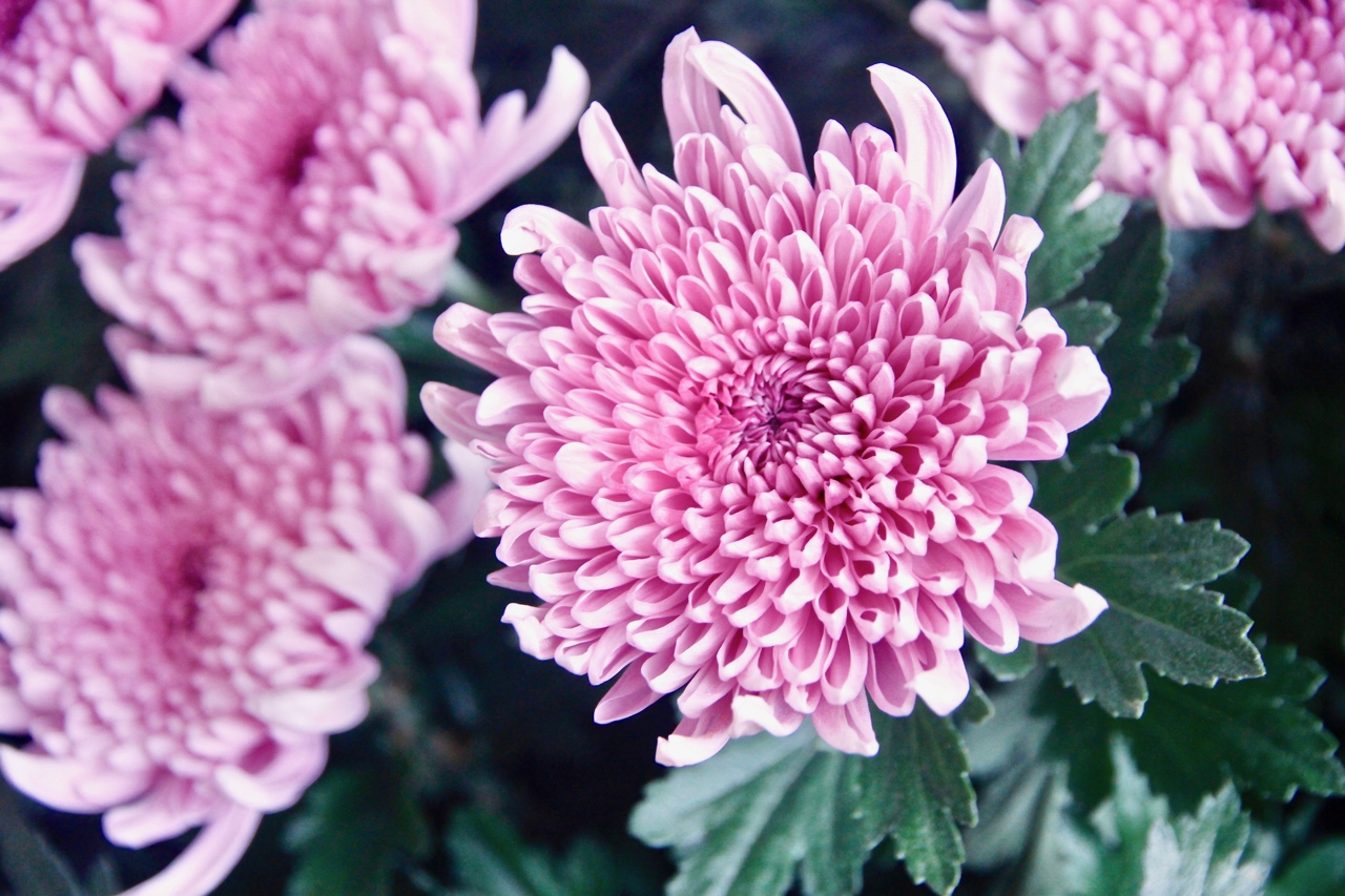 重陽日 賞菊花 大菊穩重君子風範 小菊精巧花藝新寵 上下游news Market