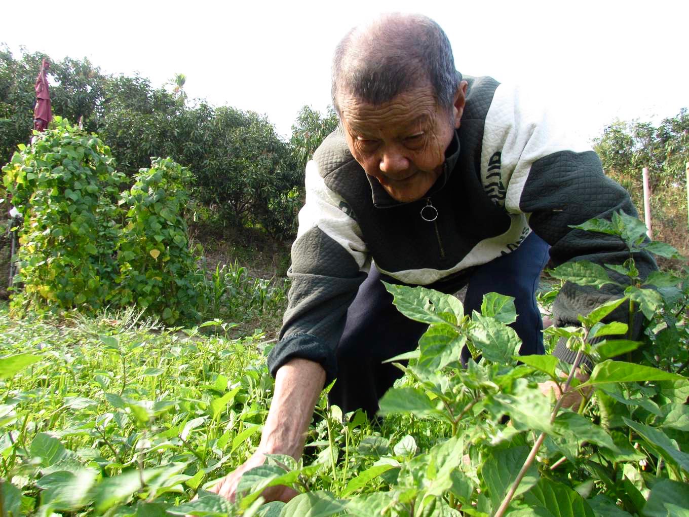 野菜學校上課囉 無敵校長加植物博士 教你打開生態法門 進入野菜美妙世界 上下游news Market 野菜學校上課囉 無敵校長加植物博士 教你打開生態法門 進入野菜美妙世界 上下游news Market