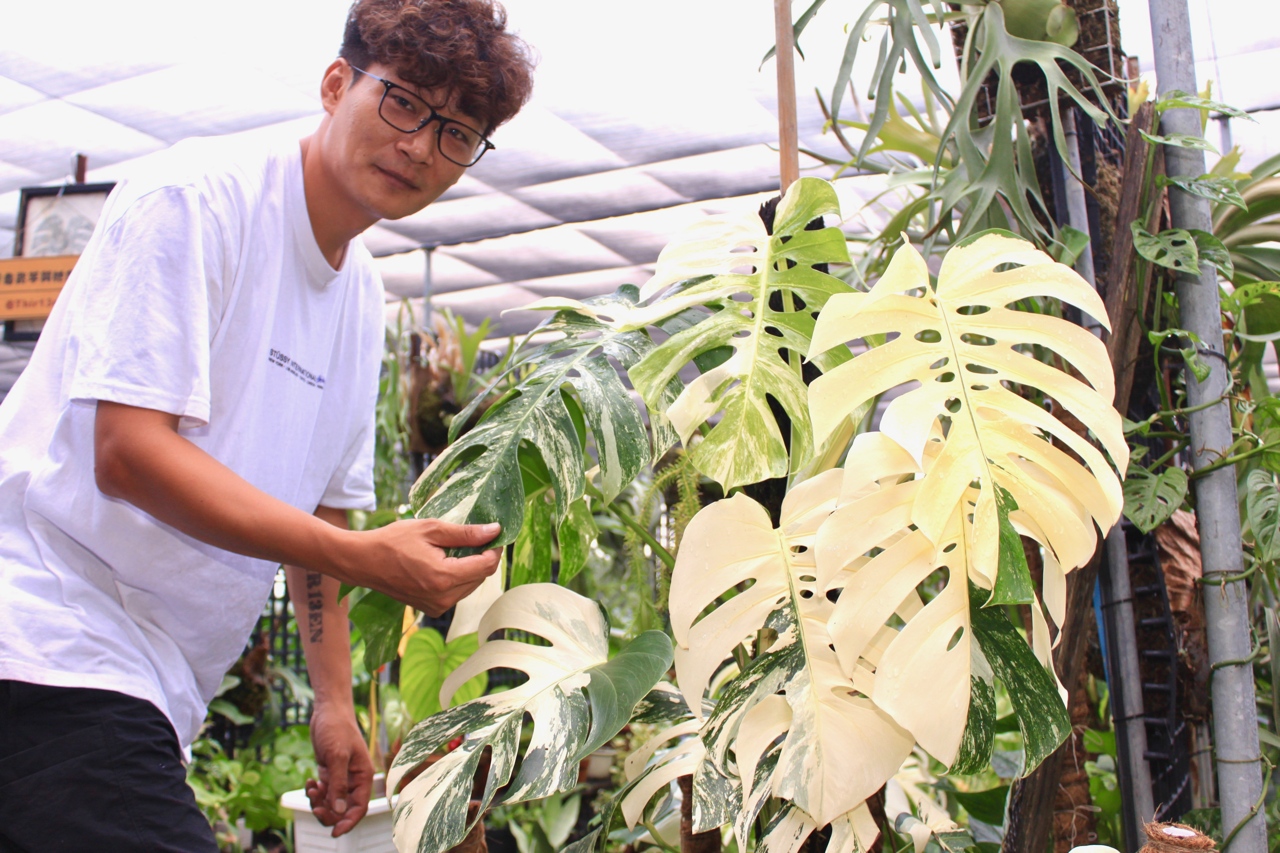 龜背芋與她們的主人 青農eason 羅鈞瀚賺錢心法 為什麼農夫一定要苦哈哈 上下游news Market