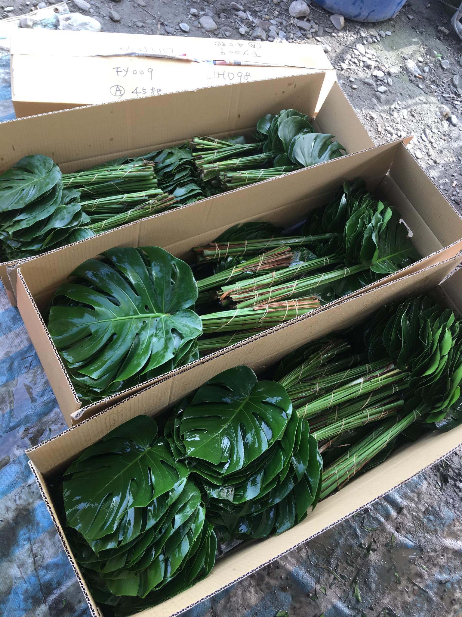 龜背芋與她們的主人 青農eason 羅鈞瀚賺錢心法 為什麼農夫一定要苦哈哈 上下游news Market