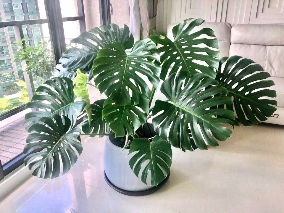 龜背芋與她們的主人──青農 Eason 羅鈞瀚賺錢心法：為什麼農夫一定要苦哈哈？ | 上下游News&Market