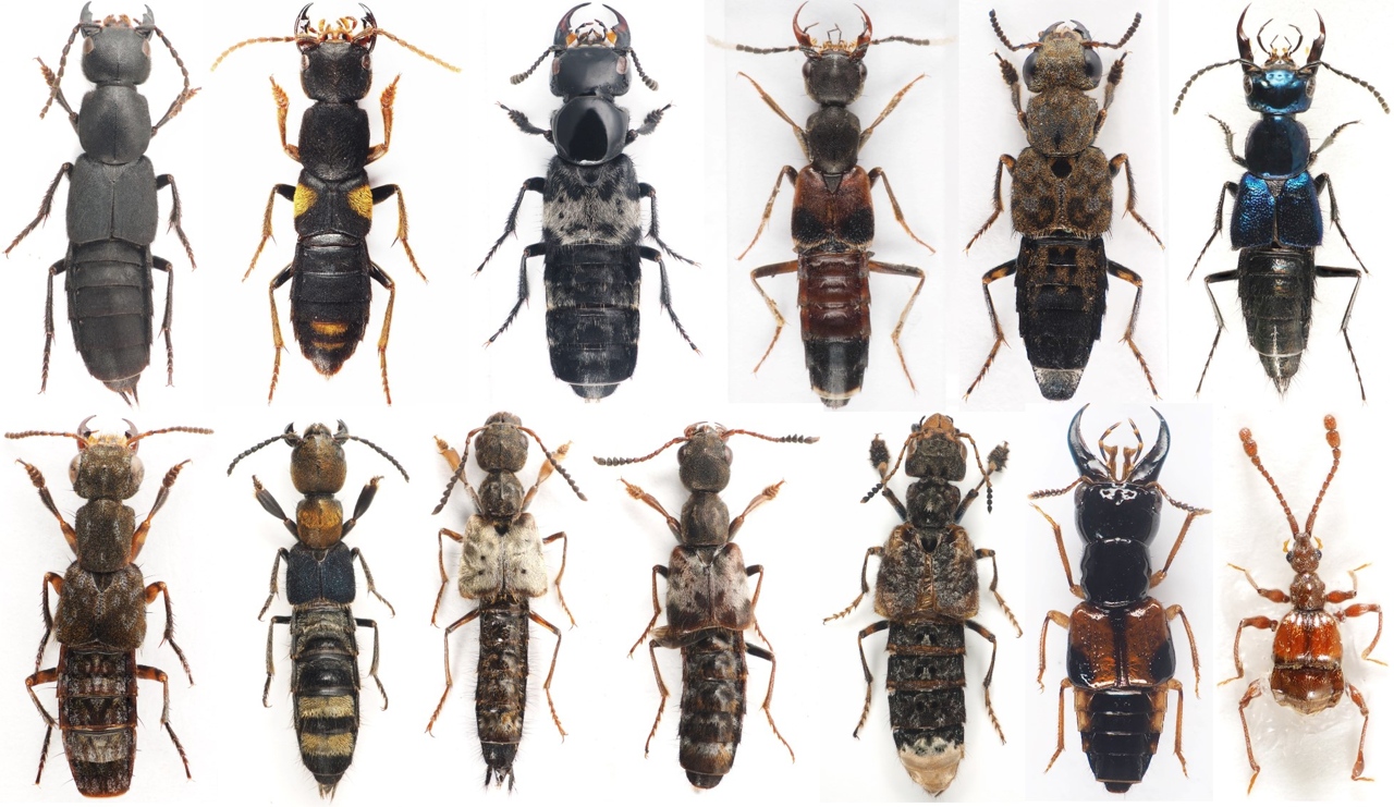 隱翅蟲不要打 人見人怕原來是益蟲 大三學生胡芳碩用研究還隱翅蟲一個公道 上下游news Market