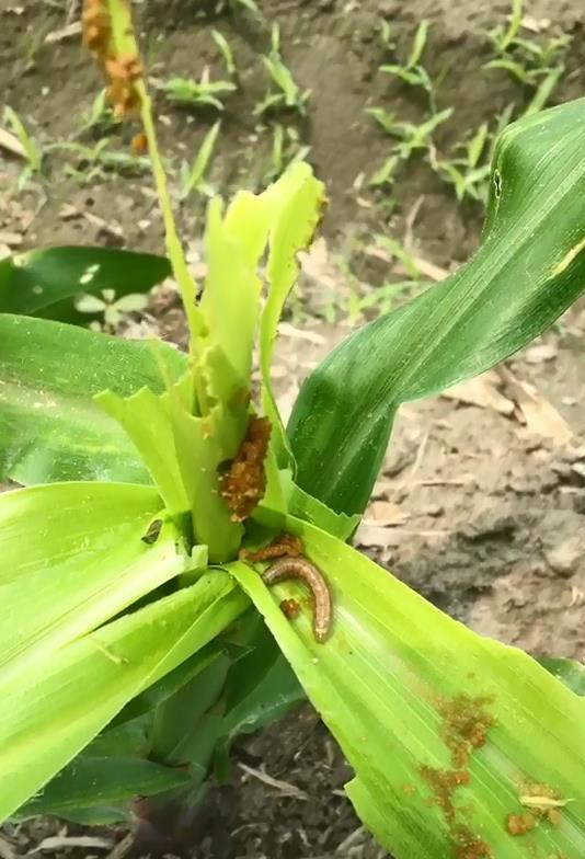 秋行軍蟲肆虐 藥毒所推出新武器性費洛蒙 法規羈絆明年才能上市 農民等不及 上下游news Market 秋行軍蟲肆虐 藥毒所推出新武器性費洛蒙 法規羈絆明年才能上市 農民等不及 上下游news Market