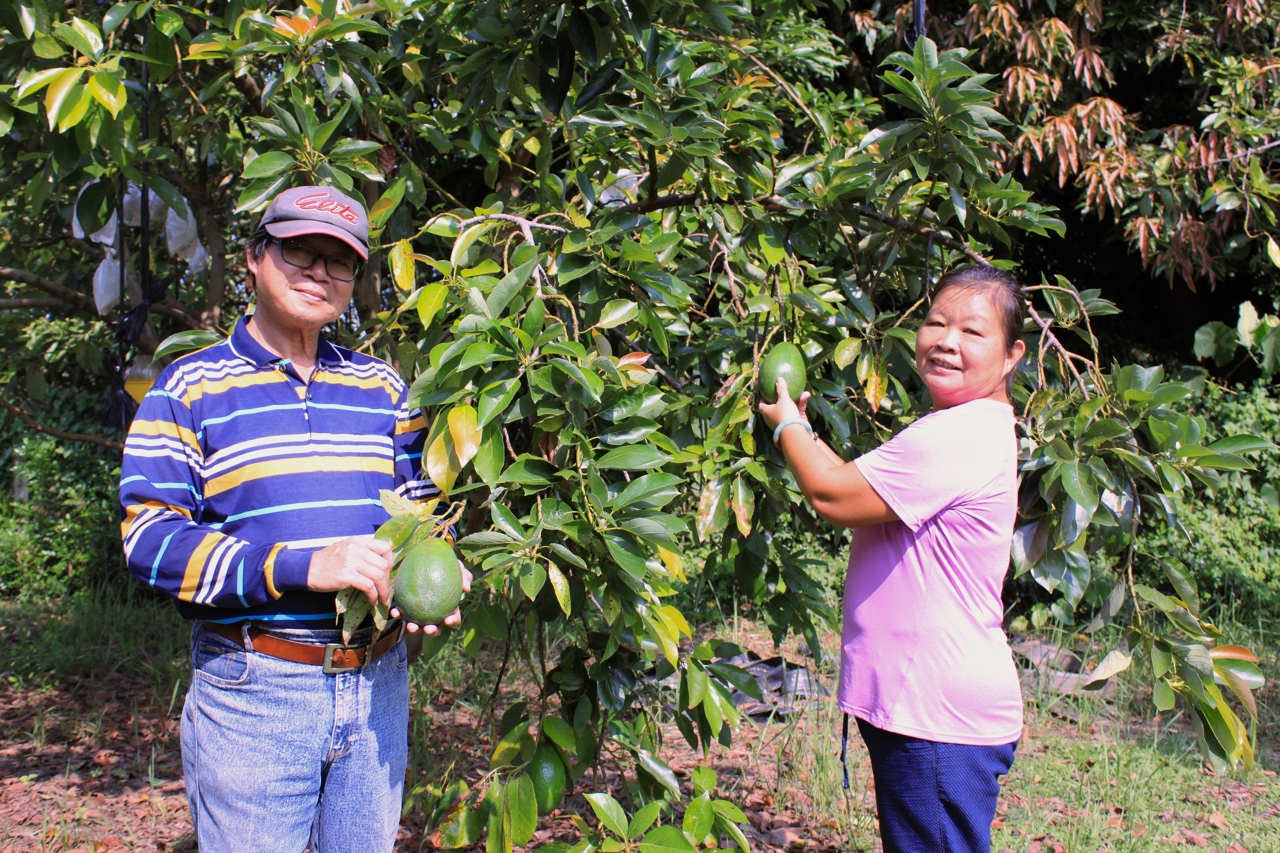 種酪梨也被酪梨療癒 大內高手 竹崎明星 山上農匠 三位酪梨達人的故事 上下游news Market