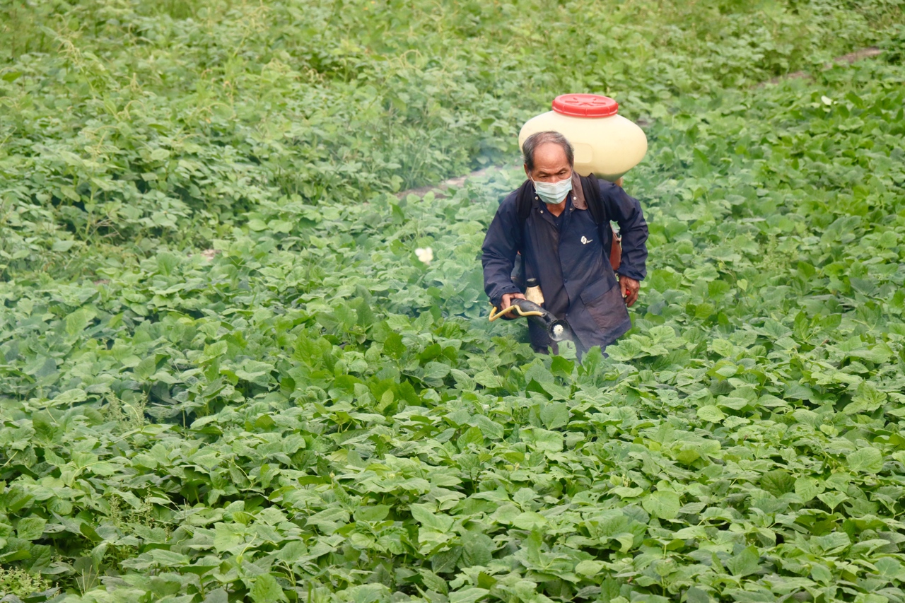 評論 強進萊豬 又強要除草劑噴紅豆 農委會閉門會議做決策 罔顧民主精神 上下游news Market