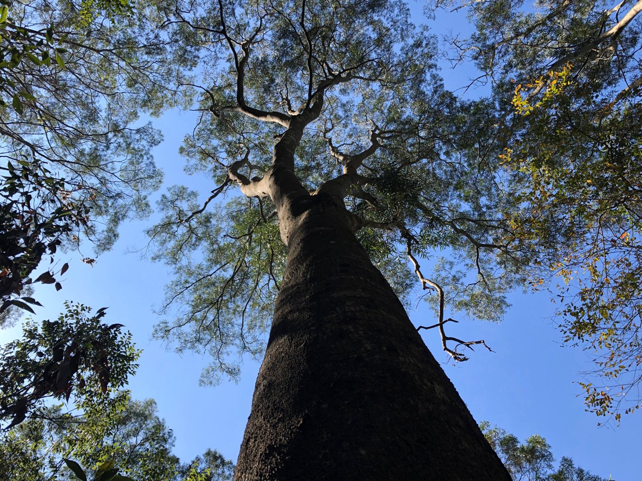 不砍原始林 發展相思木產業是最佳首選 全島山林尋優良母樹 培育相思精兵 上下游news Market