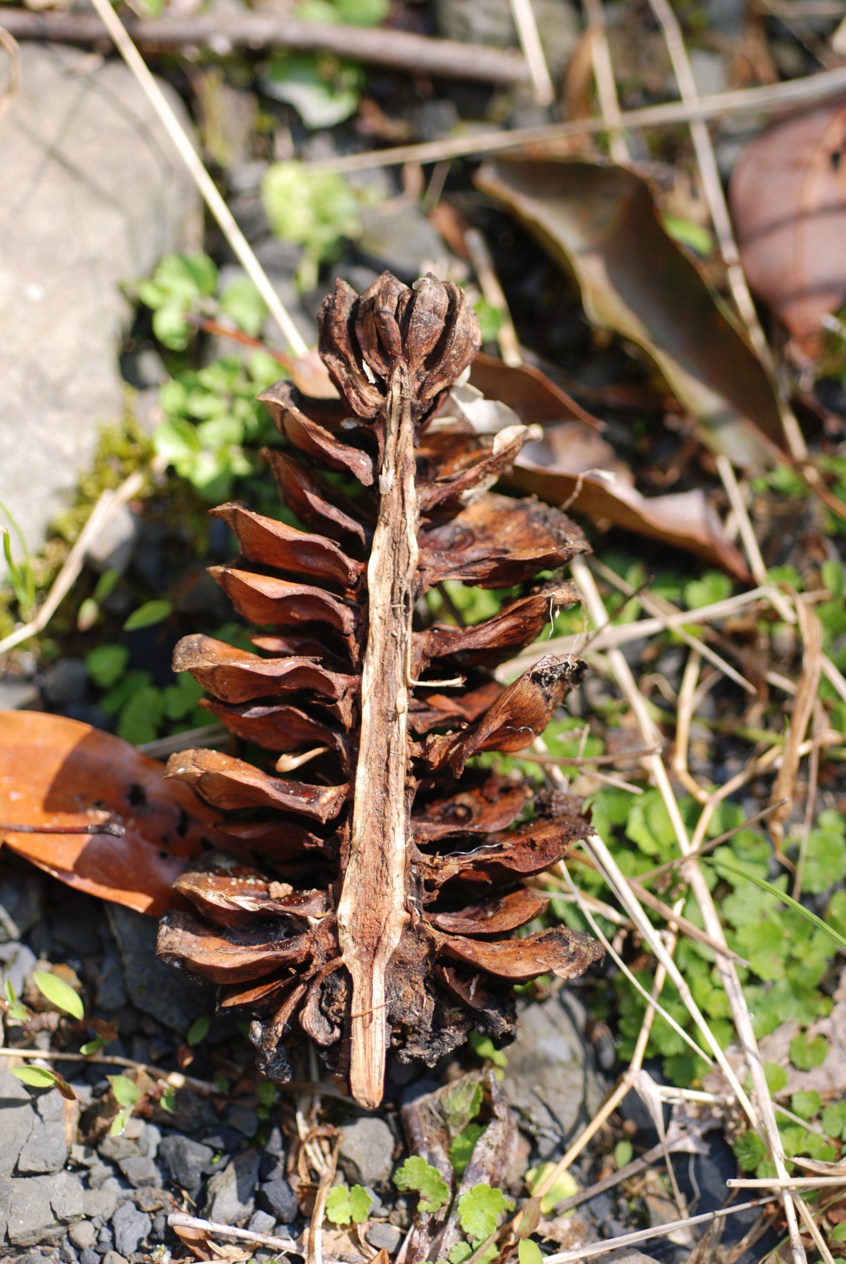 台灣 松樹 種類 (98) 사진