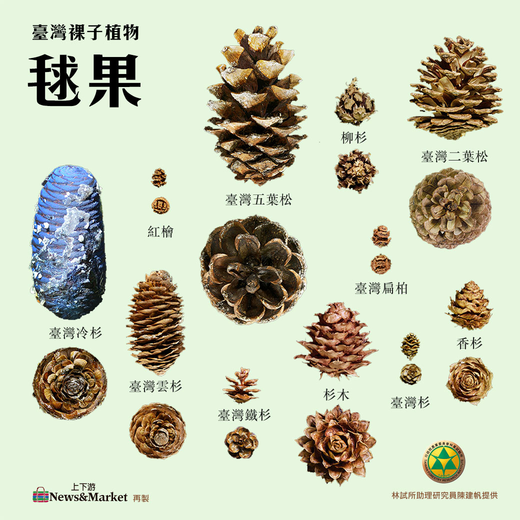 把毬果留給森林 才有完美大樹 撞到月亮的臺灣杉 從芝麻大種子開始長起 上下游news Market