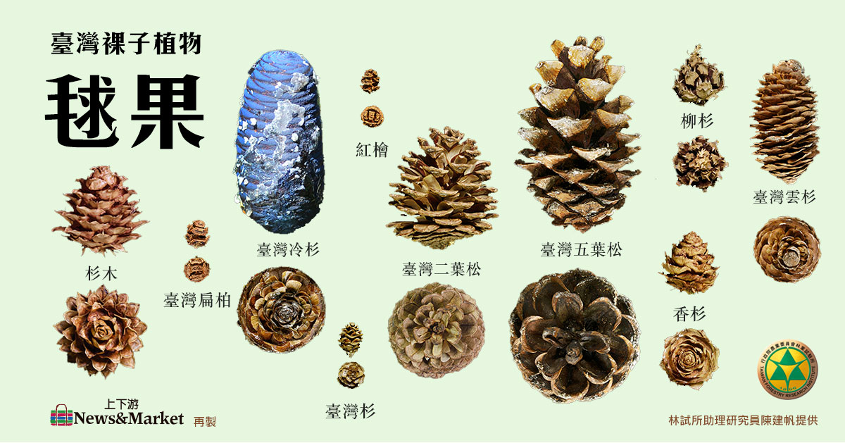 把毬果留給森林 才有完美大樹 撞到月亮的臺灣杉 從芝麻大種子開始長起 上下游news Market