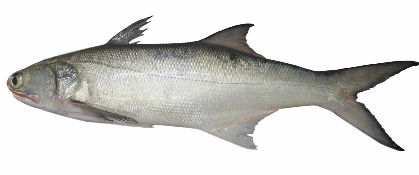 冬天必吃六種魚》烏魚、白帶魚、紅魽、午仔魚、鱸魚、鱸鰻，鮮美又讓你 