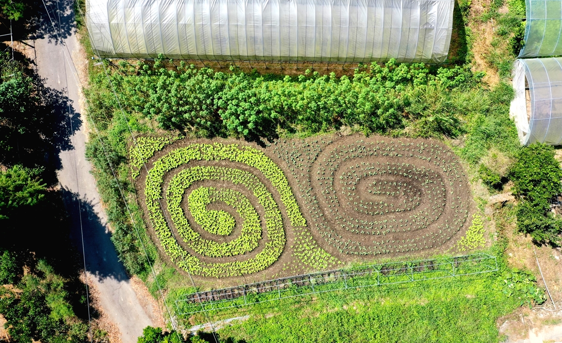 巫建旺說螺旋狀高麗菜可以提醒他宇宙運行的力量。（胡耿逢提供）