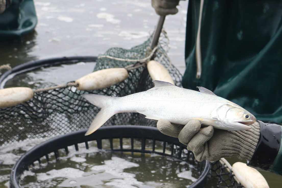 過年來吃午魚 養殖午魚量多價跌 外銷受阻拚內銷 全魚上桌最吉利 上下游news Market