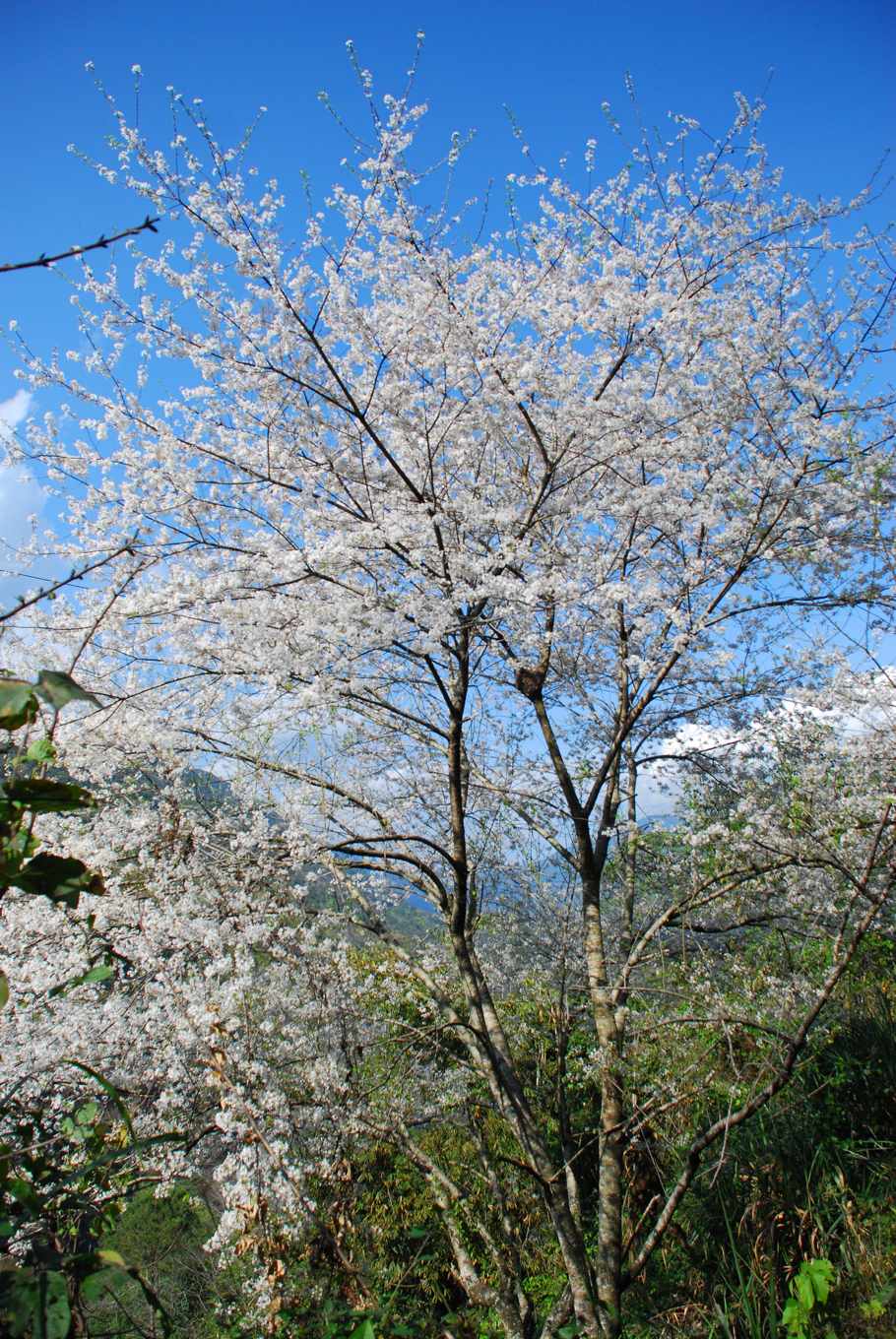 平地也能賞櫻 要感謝這些研究員一生付出 育成6種平地櫻花燦爛盛放 上下游news Market