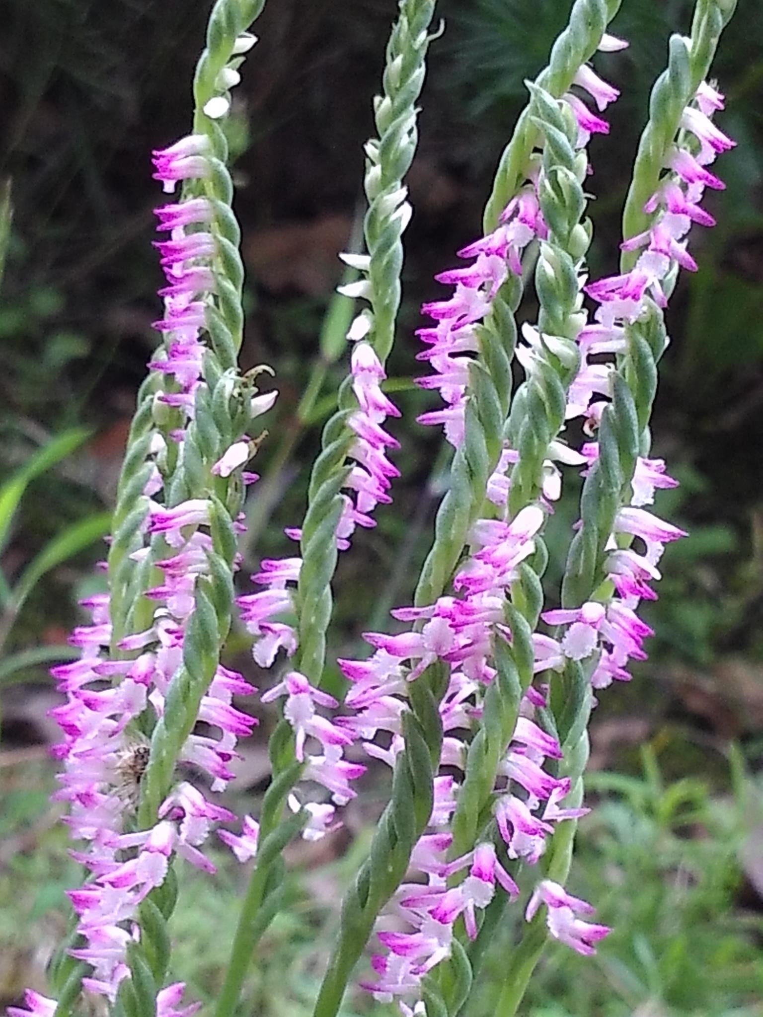 綬草」為何會轉轉轉？來認識清明盛放的迷你蘭花草| 上下游新聞