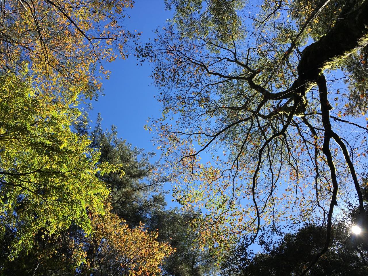 投書 公益植樹是否有碳匯 上下游news Market