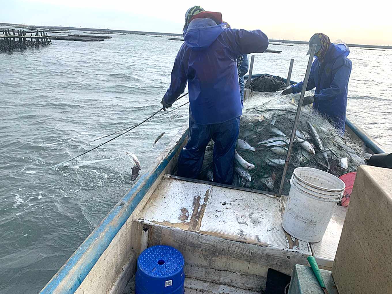 刺網解密01》沿近海刺網非「死亡之牆」,單層、多層刺網對生態影響差異大 | 上下游News&Market