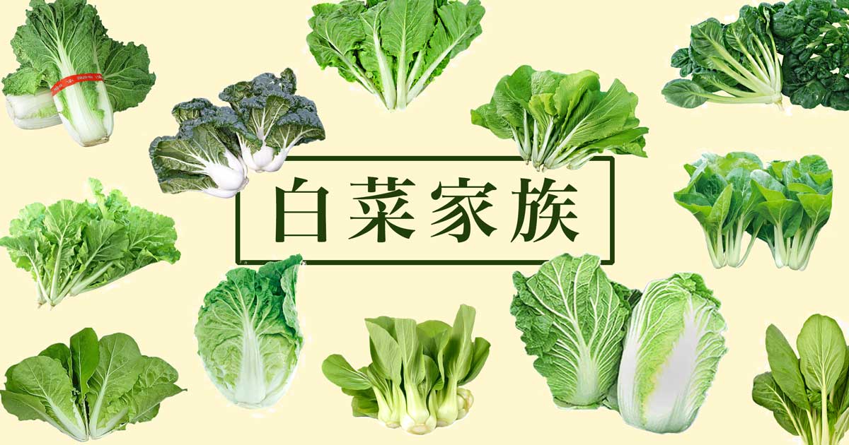 白菜圖鑑】白菜家族立足地球五千年，大白竟是小白後代，連青江菜都是正宗小白菜| 上下游NewsMarket
