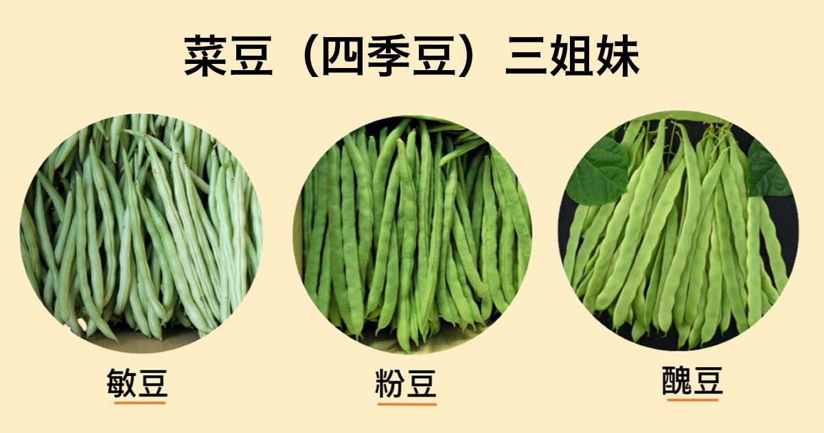 菜豆秘密 正宗菜豆三姊妹 敏豆粉豆醜豆怎麼分 豇豆跟菜豆只是閨蜜 不是一家人 上下游news Market 菜豆秘密 正宗菜豆三姊妹 敏豆粉豆醜豆怎麼分 豇豆跟菜豆只是閨蜜 不是一家人 上下游news Market