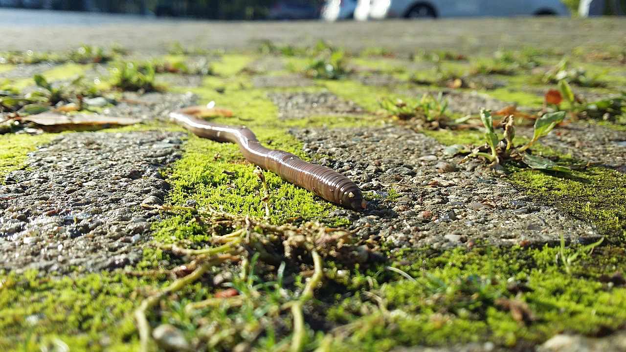 蚯蚓讓土壤肥沃鬆軟 但牠最怕四件事 農藥 過量施肥 犁田 鋪抑草蓆 上下游news Market