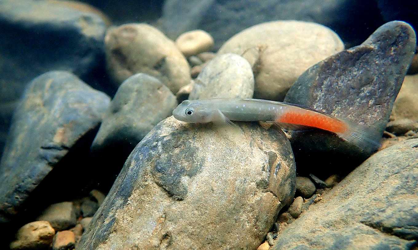 鮮豔鰕虎 抓一隻就少一隻 專業素人向政府請命 禁止買賣才能讓鰕虎們續命 上下游news Market