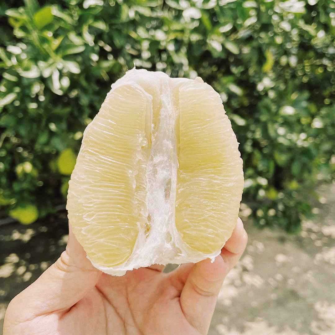 柚子圖鑑 文旦 白柚 紅柚 蜜柚 西施柚怎麼分 台灣柚子可以做柚子拉麵嗎 上下游news Market