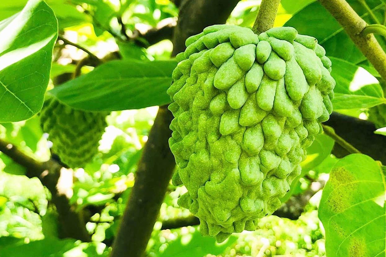 不靠中國,鳳梨釋迦外銷出路在哪裡?貿易商看好東南亞,新加坡欲團購搶貨 | 上下游News&Market