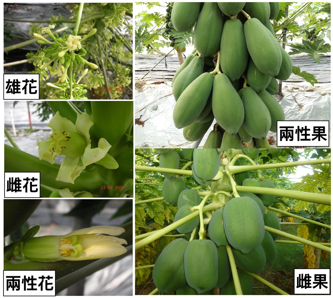 木瓜圖鑑 黃皮日光 圓形朱玉 台農2號 日陞 紅妃 木瓜家族你認識誰 專家解答10大謎團 上下游news Market