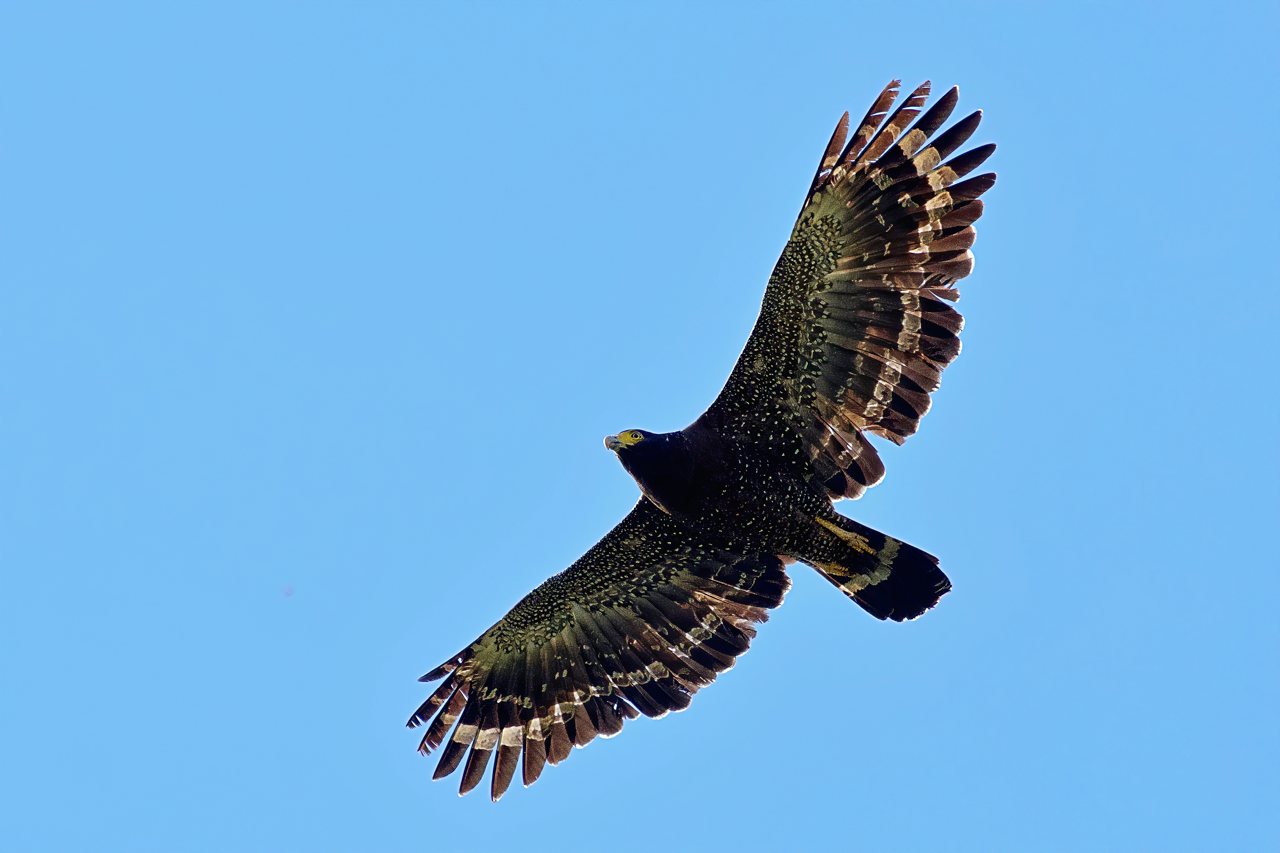 秋天就是要賞鷹 猛禽會二十年 拉近我們與鷹的距離 猛禽好 環境就好 上下游news Market