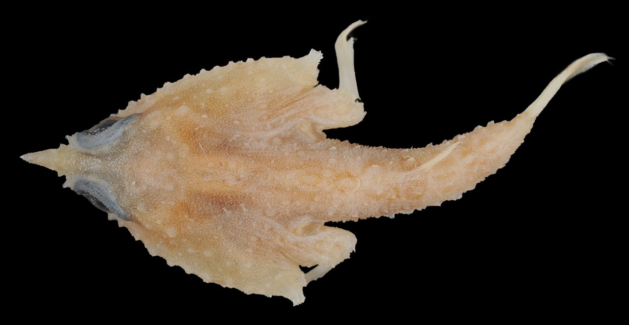 從下雜魚裡找黃金 魚博士何宣慶再發現5個海蝠魚新種 用研究為海洋生物請命 上下游news Market