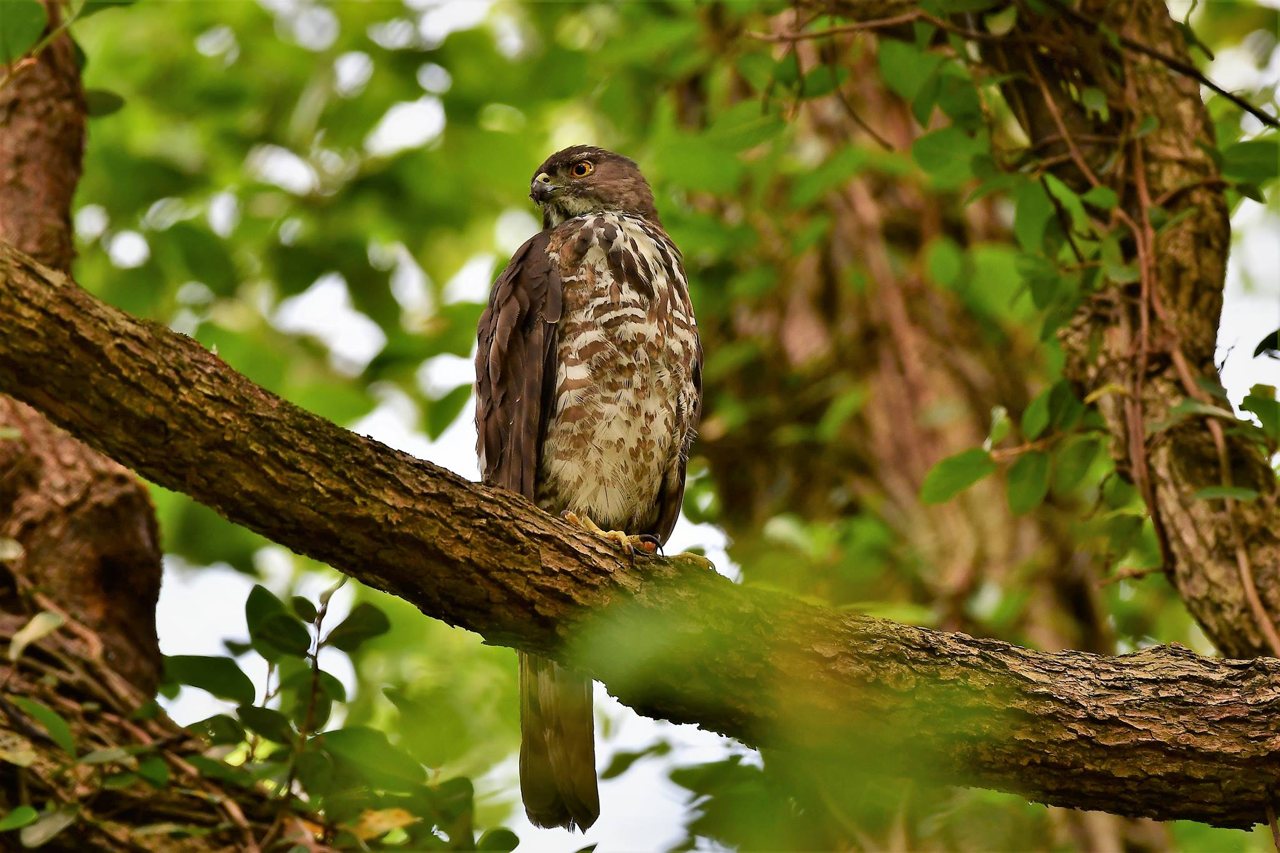 秋天就是要賞鷹 猛禽會二十年 拉近我們與鷹的距離 猛禽好 環境就好 上下游news Market
