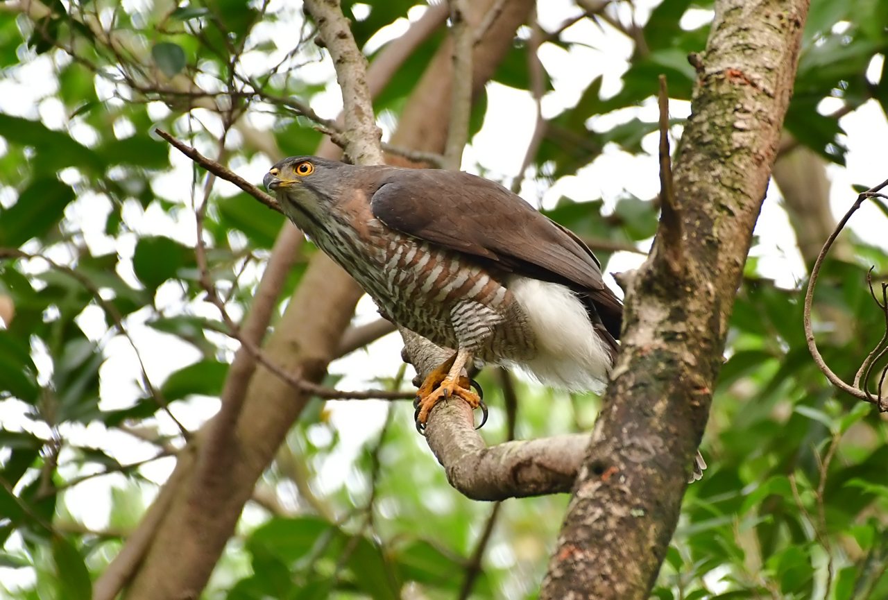 秋天就是要賞鷹 猛禽會二十年 拉近我們與鷹的距離 猛禽好 環境就好 上下游news Market