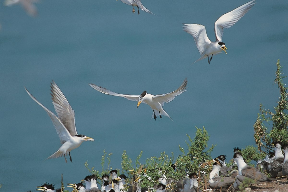 抓魚卻抓到塑膠袋 紀錄年 尋找神話之鳥 黑嘴端鳳頭燕鷗 上映 凸顯海洋生態危機 上下游news Market 抓魚卻抓到塑膠袋 紀錄年 尋找神話之鳥 黑嘴端鳳頭燕鷗 上映 凸顯海洋生態危機 上下游news Market