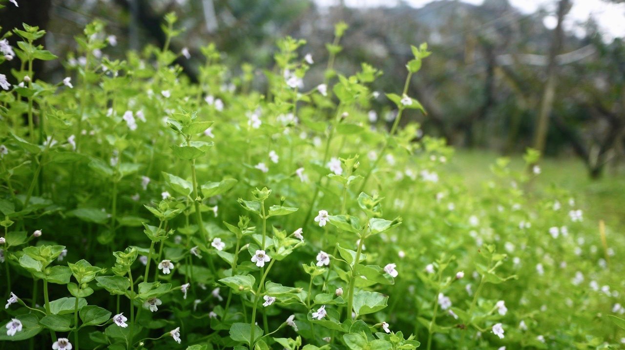 草生栽培要用什麼草 心葉水薄荷 車前草 咸豐草效果佳 果農實證 病蟲害降低 果樹更健康 上下游news Market