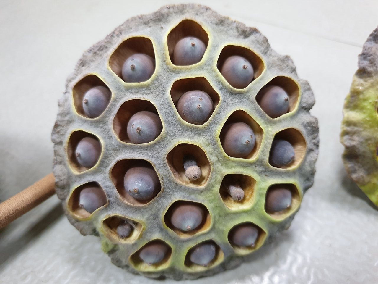100+ 图片 蓮藕 新的 8 蓮藕秘密】解開蓮藕、蓮花、蓮子的三角習題,來認識「老鷹之手」守護的「靈根」 | 上下游