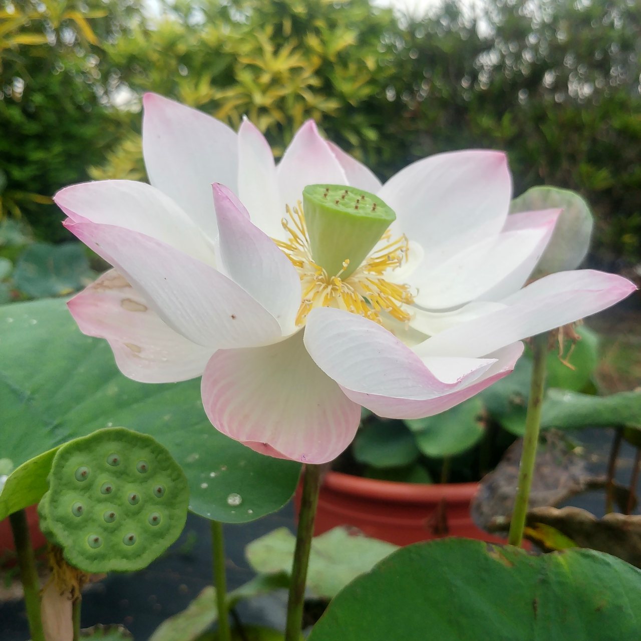 100+ 图片 蓮藕 新的 13 蓮藕秘密】解開蓮藕、蓮花、蓮子的三角習題,來認識「老鷹之手」守護的「靈根」 | 上下游
