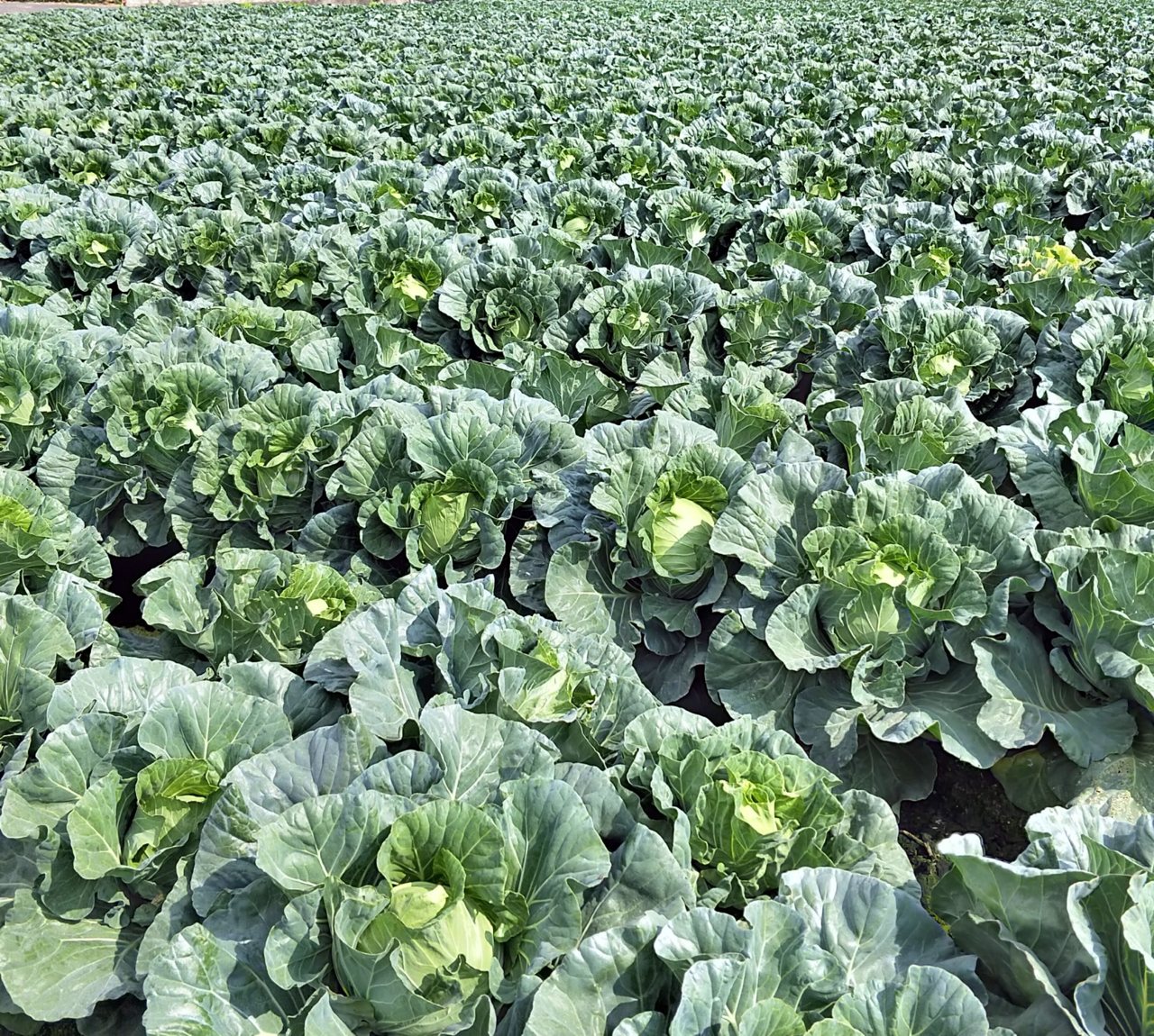 紫爆了 高麗菜苗又超種 農糧署 屆時爆量不會補助耕鋤 上下游news Market
