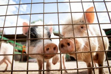 adorable-baby-pigs-farm (1)