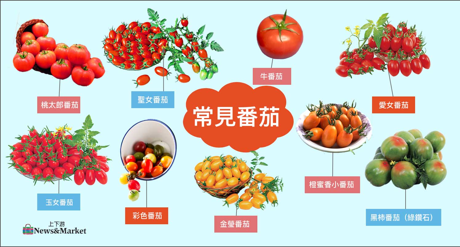 番茄秘密 番茄為什麼又 番 又 茄 是蔬菜還是水果 聖女 玉女小番茄如何誕生 上下游news Market