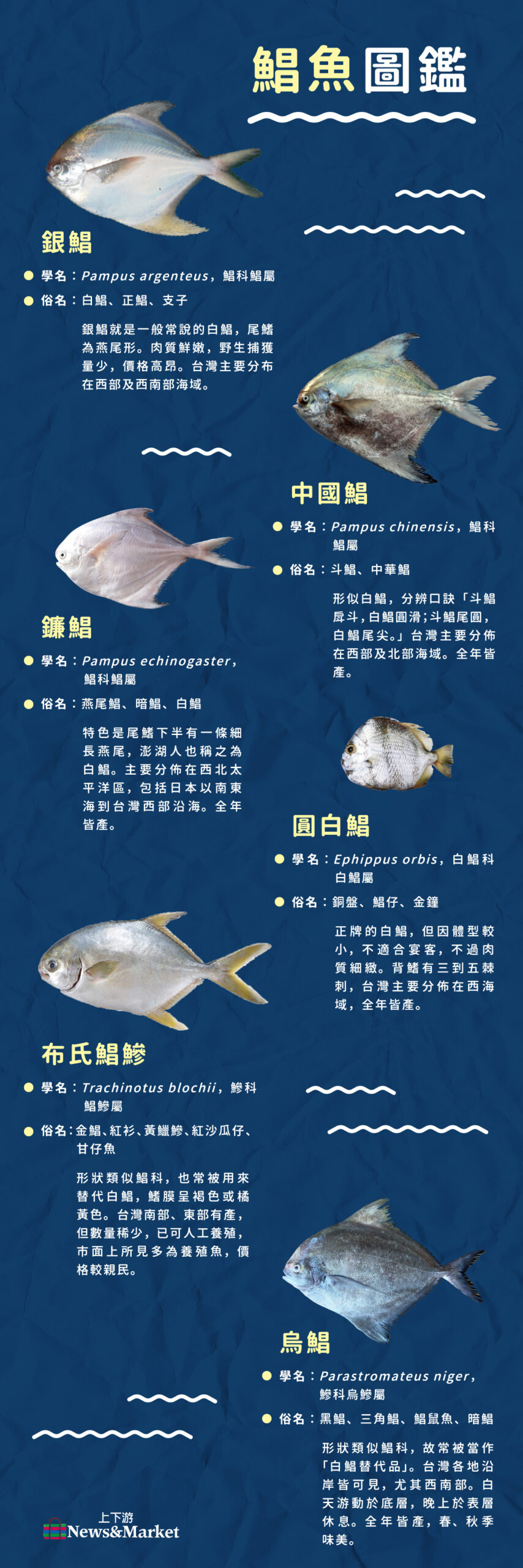 鯧魚秘密 白鯧金鯧烏鯧斗鯧怎麼分 如何選條好鯧做年菜 才能年年有魚 上下游news Market