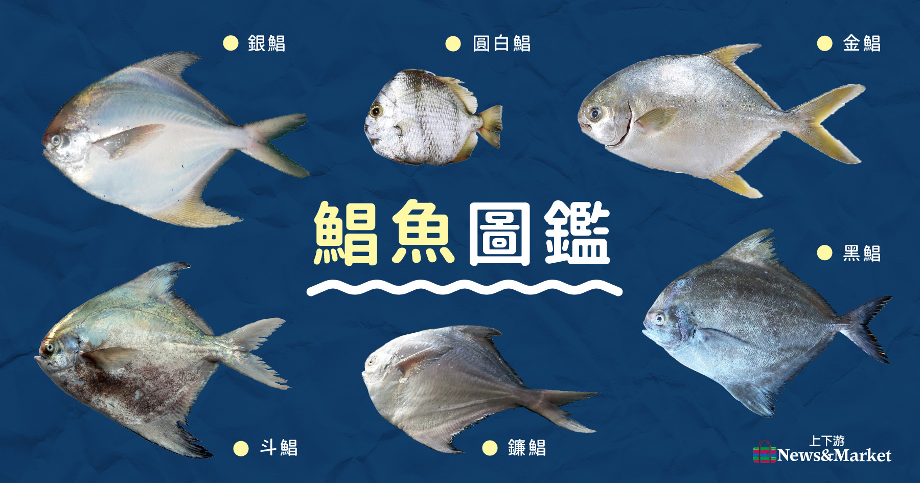 鯧魚秘密】白鯧金鯧烏鯧斗鯧怎麼分？如何選條好鯧做年菜，才能年年有魚？ 上下游