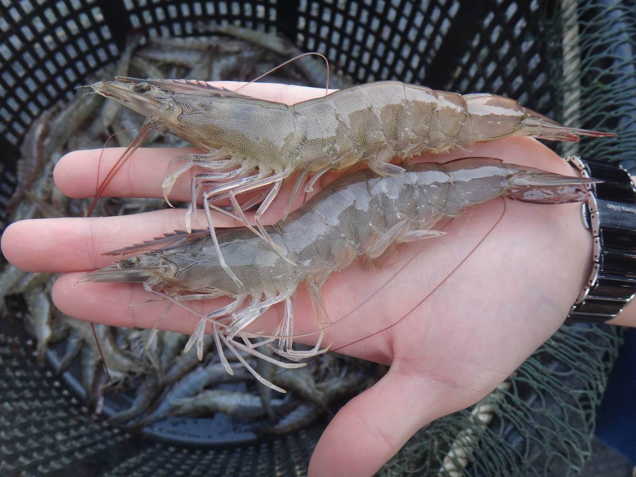 進口蝦大舉攻陷市場，國產蝦被逆轉只剩三成，受困病害污染難翻身| 上  