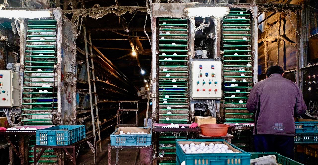 Re: [問卦] 台灣的雞蛋價格是怎麼被玩成現在這樣的