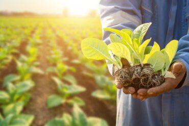 thai-agriculturist-planting-green-tobacco-field (1)