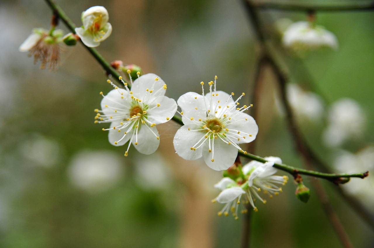 梅花 李花 桃花怎麼分 專家傳授四招辨識秘訣薔薇科三姐妹渡台入山的故事 上下游news Market