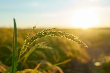 detail-rice-plant-sunset-valencia-with-plantation-out-focus-rice-grains-plant-seed