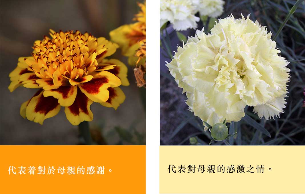 64+ 图片 康乃馨 新的 45 康乃馨多彩花語,紫色象徵優雅,綠色祝福健康,紅色為何是主流?答案令人驚訝! | 上下游