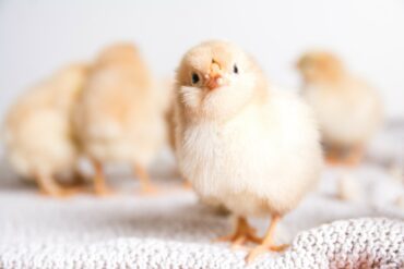 closeup-shot-brown-chicks-cloth-with-white-space (1)